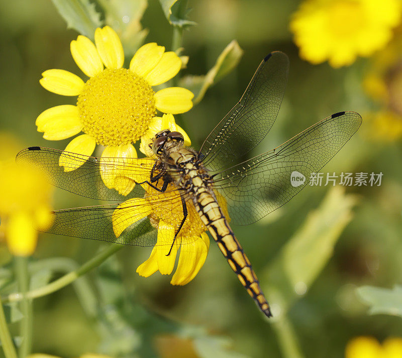 黑尾Skimmer蜻蜓(Orthetrum cancellatum)雌性